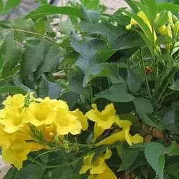 Саджанець Agro-Market Кампсис жовтий Flava (49870)