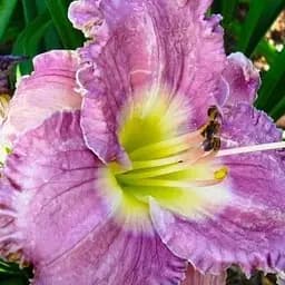 Лілійник "Magic Amethyst" (49787)