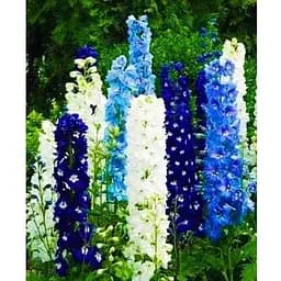 Дельфиниум "Многолетний" (Зипер) Весна 1г (17916)