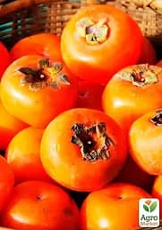 Саджанець Agro-Market Хурма Українка на віргінській морозостійкій підщепі 1 шт. в упаковці (50082) - мініатюра 5