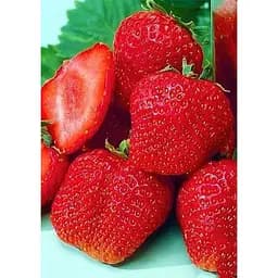 Саджанець Agro-Market Полуниця Мармелада (Marmolada) 5шт (середній термін дозрівання, сорт стійкий до різних захворювань) (37068)