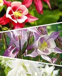 Саджанець Agro-Market Аквілегія мікс з 3-х сортів Слава Glory 3 шт. в комплекті (45721)