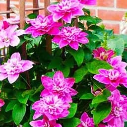 Саджанець Agro-Market Клематис My Darling (повторноцвітучий сорт) (71776)