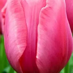 Тюльпан "Don Quichotte" 3 шт (17065)