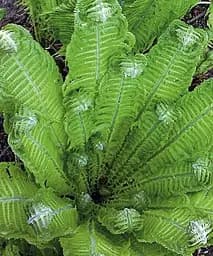 Страусник багаторічний папоротник (Кореневище) (Matteúccia struthiópteris) Agro-Market (51067)