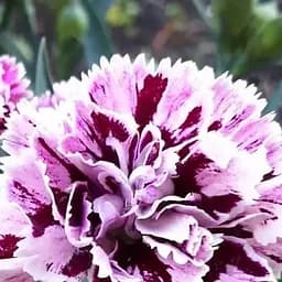 Саджанець Agro-Market Гвоздика Махрова Dia Deur Sissy (контейнер № 10, висота 10 см) (71802)