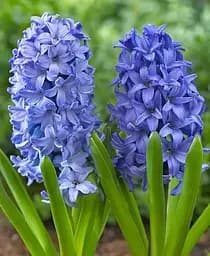 Луковица Agro-Market Гиацинт Aqua (178217)