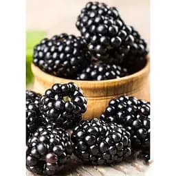 Саженец Agro-Market Ежевика ранняя ремонтантная Блэк Меджик (Black Magic) 1 шт. в упаковке (43975)