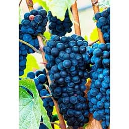 Саджанець Agro-Market Виноград Каберне (винний сорт, пізній термін дозрівання, один з найпопулярніших темних сортів) 1 шт. в упаковці (44319)