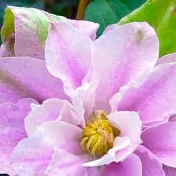 Саджанець Agro-Market Клематис Dancing Smile (повторноквітучий сорт) (38143)