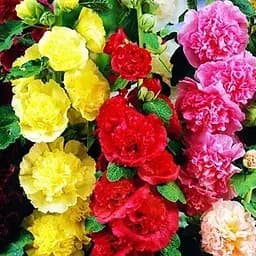 Мальва махровая смесь (в банке) ТМ "Весна Органик" 3г (46721)