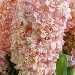 Гіацинт махровий "Masquerade" (181294) 2 шт