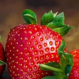 Саджанець Agro-Market Полуниця Пегас (Pegasus) (пізній термін дозрівання, морозостійкий сорт) 5 шт. в пакуванні (23401)