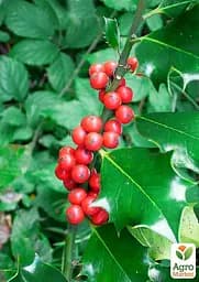 Саджанець Agro-Market Падуб гостролистий (Ilex aquifolium) вазон Р9 (178885) - мініатюра 4
