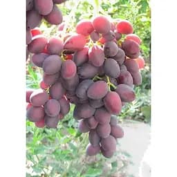 Саджанець Agro-Market Виноград Дунав 1 шт. в упаковці (43890) - мініатюра 3