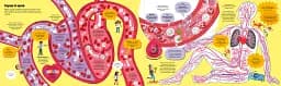 Велика книга про Тіло - мініатюра 3