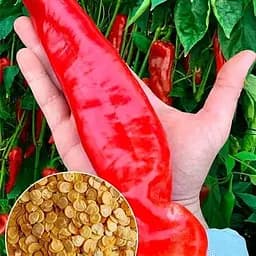 Перець гострий "Ацтек" ТМ "Весна"  2г (177675)