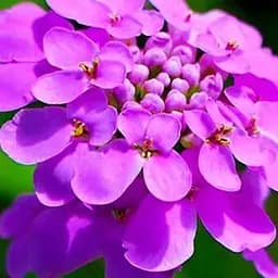 Иберис сиреневый (в банке) ТМ "Весна Органик" 3г (46909)