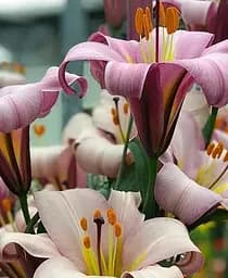 Луковица Agro-Market Лилия Трубчатая Beijing Moon 1 шт. в упаковке (49591)