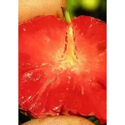 Саджанець Agro-Market Полуничне дерево Симфонія смаку (Кудранія, перехресне запилення) 1 шт. в упаковці (40207) - мініатюра 2
