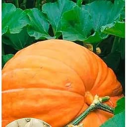 Насіння Весна Гарбуз Титан Зіпер 5 г (15524)