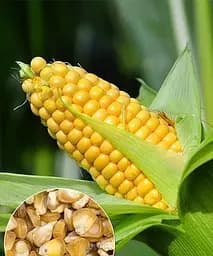 Кукурудза Весна "Супер солодка" на вагу, ціна за 40 г (22341)