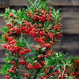 Саджанець Agro-Market Піраканта (жива огорожа) Firelight (119120)