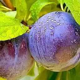 Саджанець Agro-Market Слива Дофі Сандра (39975) 1 шт. в упаковці