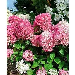 Гортензія 3-х річна волотиста "Pink Diamond" (176643) 1 саженец