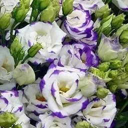 Эустома махровая "Arena Blue Picotee" укоренена в контейнере Р9 (50683) 1 саженец