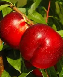 Саджанець Agro-Market Нектарин Флейвор Топ (літній сорт, середній термін дозрівання) 1 шт. в упаковці (39945)