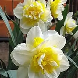 Нарцисс "White Lion" 2 шт (17158)
