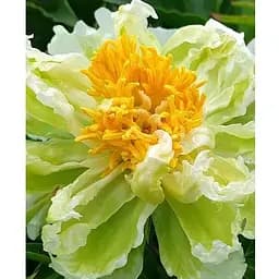 Саженец Agro-Market Пион травянистый Green Lotus (183869) 1 шт.