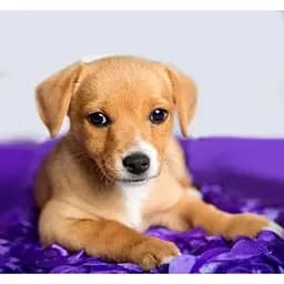 Алмазна мозаїка картини за номерами зі стразами на підрамнику "Мій друг" 30*30 см (ME21359)