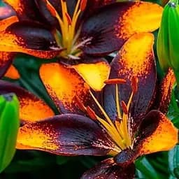 Лілія Горщикова "Trendy Las Palmas" (176160) 1 шт