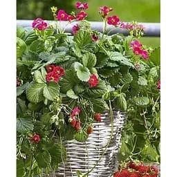 Саженец Agro-Market Декоративная клубника Розовая Мечта (Pink Dream) 1 саженец (178738)