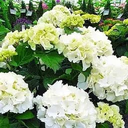 Саженец Agro-Market Гортензия крупнолистая Schneeball (45994)