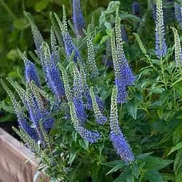 Вероніка королівська "Royale Blue" вазон С2 (188415) 1 саженец