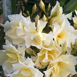 Саджанець Agro-Market Олеандр махровий 3-х річний Oasis (висота 60-80см) (181473)