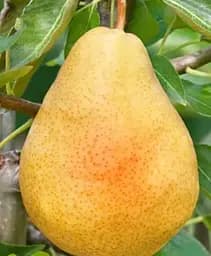 Саджанець Agro-Market Груша Мілена (солодкий, літній сорт, ранній термін дозрівання) 1 шт. в упаковці (101603)