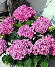 Гортензія Agro-Market You & Me великолистна 2-х річна висота саджанця 25-45 см 1 саджанець в упаковці