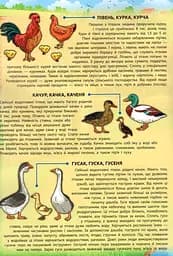 Енциклопедія з наліпками. Свійські тварини - мініатюра 5