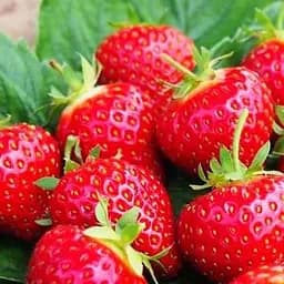 Саджанець Agro-Market Полуниця Профьюжен (Profession) (ремонтантний сорт) 5 шт. в пакуванні (37291)