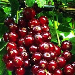 Саджанець Agro-Market Порічка (смородина) червона Віксне середній термін дозрівання, зимостійкий сорт) 1 шт. в пакуванні (23392)