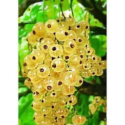 Саджанець Agro-Market Порічка (смородина) жовта Оріон (Orion) (середнього терміну дозрівання) 1 шт. в упаковці (46286)