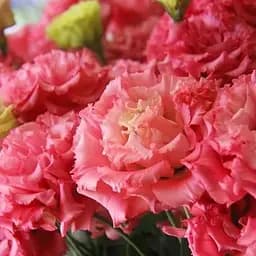 Эустома махровая "Advantage Cherry Sorbet" укоренена в контейнере Р9 (51984) 1 саженец