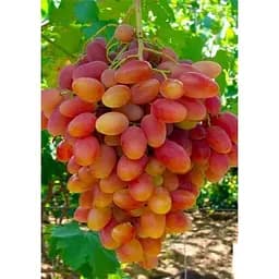 Саджанець Agro-Market Виноград Легенда (ранній термін дозрівання) 1 шт. в упаковці (24079)