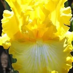 Ирис бородатый крупноцветковый "That's all Folks" 1 шт (41142)