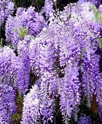 Гліцинія Agro-Market Модний дім бузкова 1 саджанець в упаковці (45201)