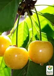 Черешня жовта Agro-Market "Дрогана жовта" укорінена в контейнері (саджанець 2 роки) (153202) 1 саджанець в упаковці - мініатюра 2